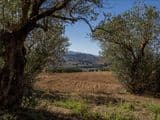 Terreno Agricolo