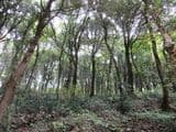 Terreno Boschivo Todi