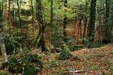 Terreno Boschivo Todi